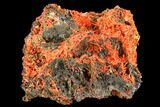 Bright Orange Crocoite Crystal Cluster - Tasmania #106802-1